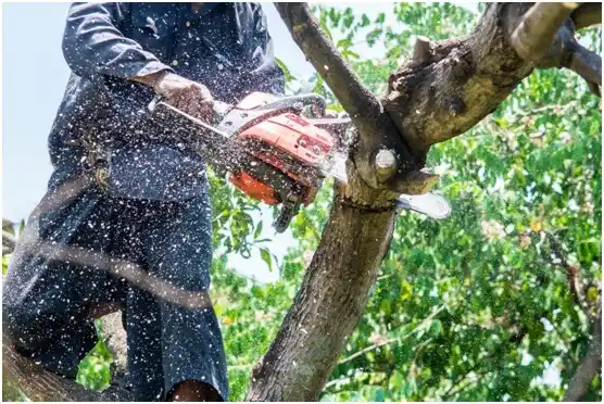 tree services Butte des Morts